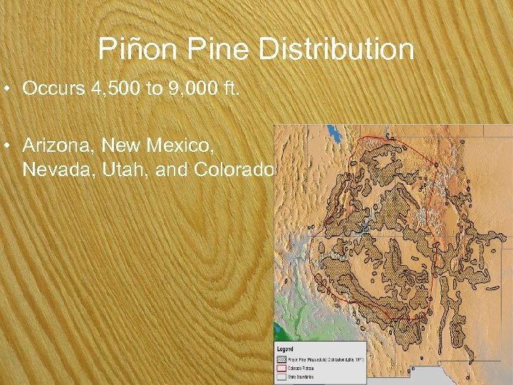 Piñon Pine Distribution • Occurs 4, 500 to 9, 000 ft. • Arizona, New