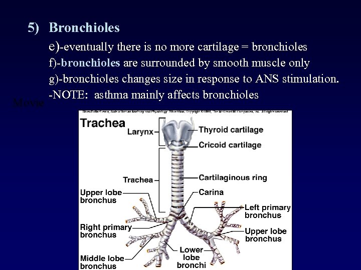 5) Bronchioles e)-eventually there is no more cartilage = bronchioles Movie f)-bronchioles are surrounded