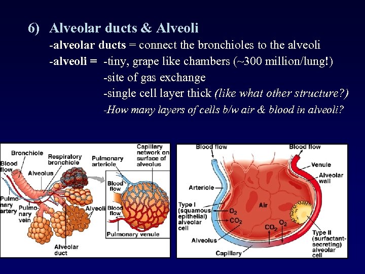6) Alveolar ducts & Alveoli -alveolar ducts = connect the bronchioles to the alveoli