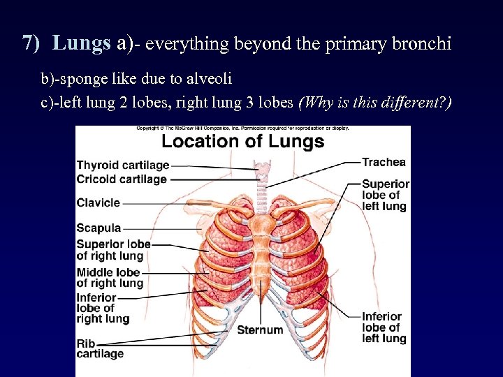 7) Lungs a)- everything beyond the primary bronchi b)-sponge like due to alveoli c)-left