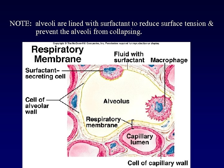 NOTE: alveoli are lined with surfactant to reduce surface tension & prevent the alveoli