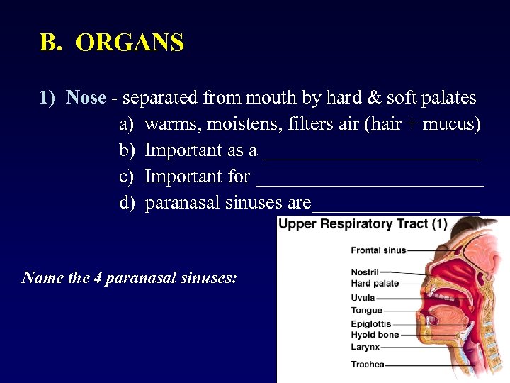 B. ORGANS 1) Nose - separated from mouth by hard & soft palates a)