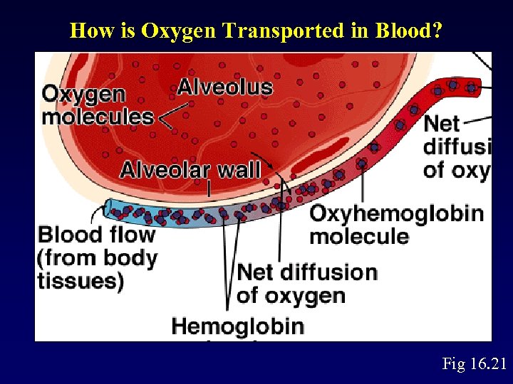 How is Oxygen Transported in Blood? Fig 16. 21 