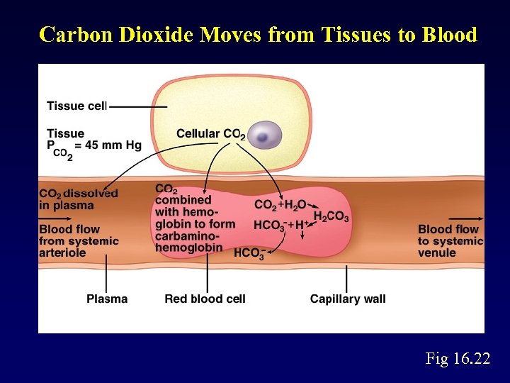 Carbon Dioxide Moves from Tissues to Blood Fig 16. 22 