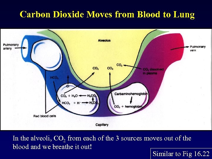 Carbon Dioxide Moves from Blood to Lung In the alveoli, CO 2 from each