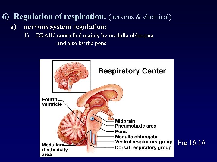 6) Regulation of respiration: (nervous & chemical) a) nervous system regulation: 1) BRAIN-controlled mainly