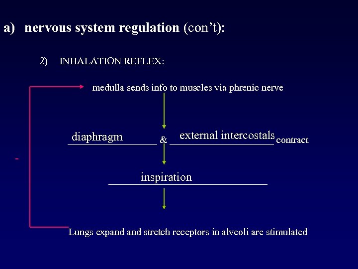 a) nervous system regulation (con’t): 2) INHALATION REFLEX: medulla sends info to muscles via