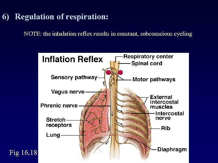 6) Regulation of respiration: NOTE: the inhalation reflex results in constant, subconscious cycling Fig