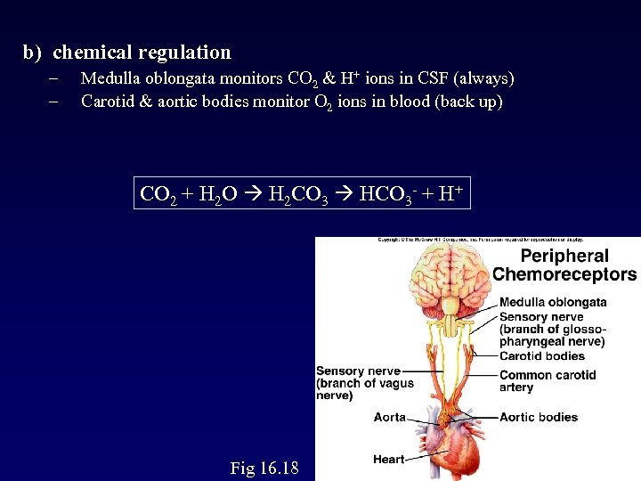  b) chemical regulation – – Medulla oblongata monitors CO 2 & H+ ions
