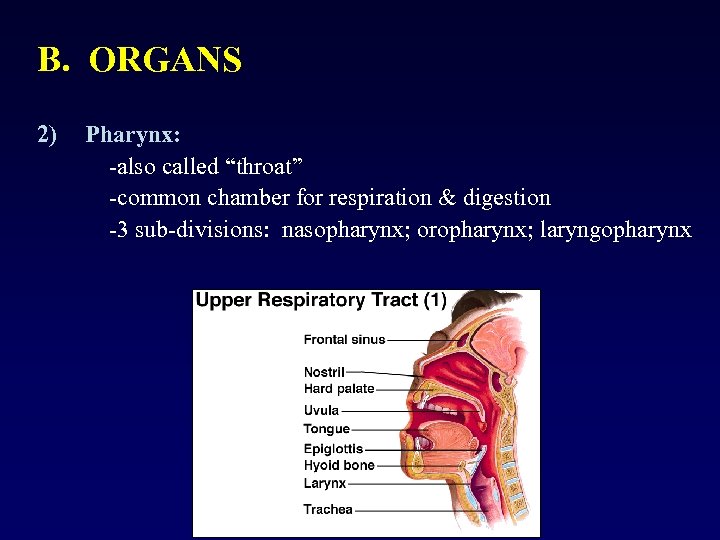B. ORGANS 2) Pharynx: -also called “throat” -common chamber for respiration & digestion -3