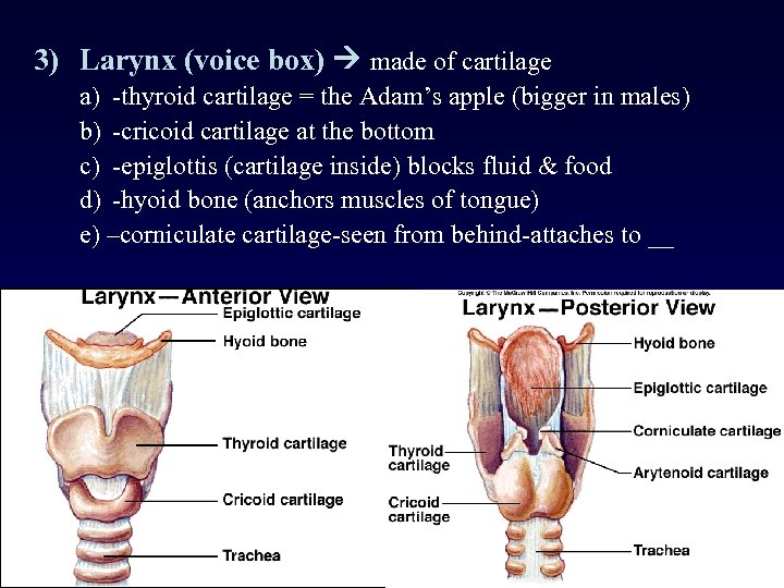 3) Larynx (voice box) made of cartilage a) -thyroid cartilage = the Adam’s apple