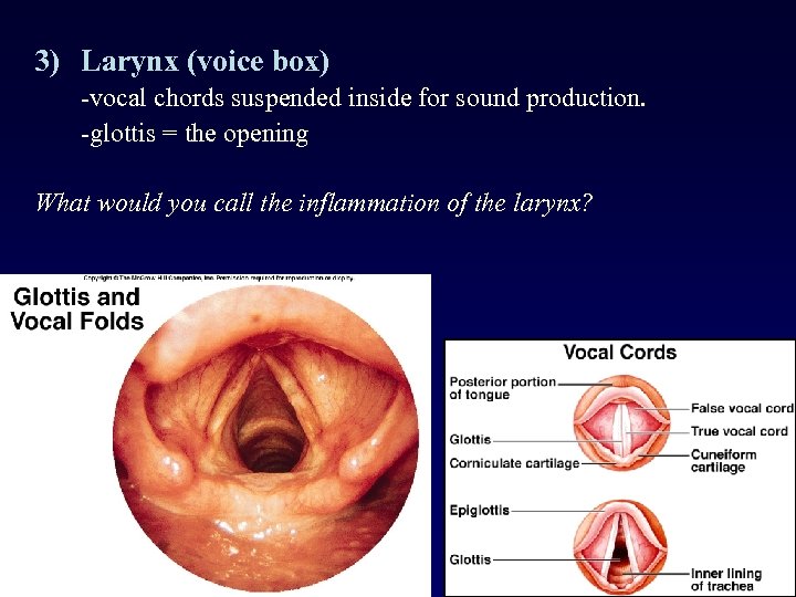 3) Larynx (voice box) -vocal chords suspended inside for sound production. -glottis = the