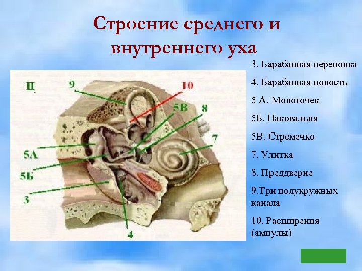 Строение среднего и внутреннего уха 3. Барабанная перепонка 4. Барабанная полость 5 А. Молоточек