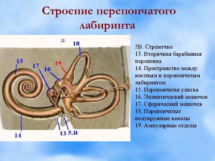 Строение перепончатого лабиринта 5 В. Стремечко 13. Вторичная барабанная перепонка 14. Пространство между костным