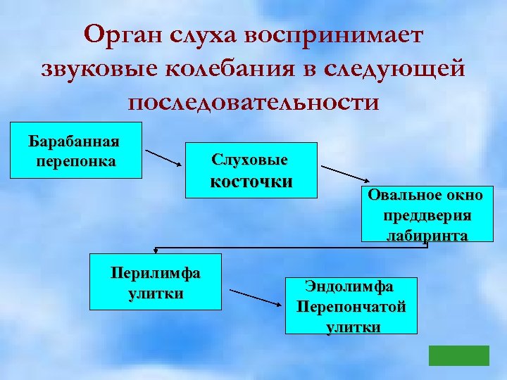Орган слуха воспринимает звуковые колебания в следующей последовательности Барабанная перепонка Перилимфа улитки Слуховые косточки