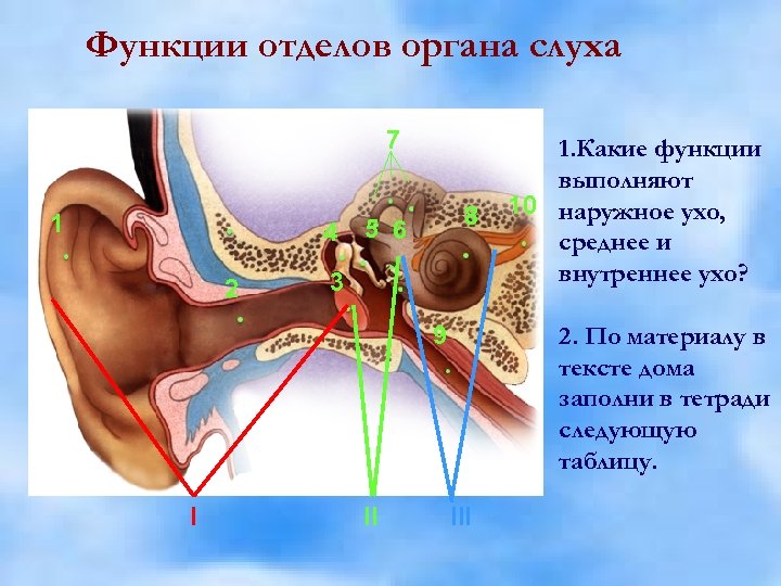 Функции отделов органа слуха C помощью текста 7 1 4 2 1. Какие рисунка
