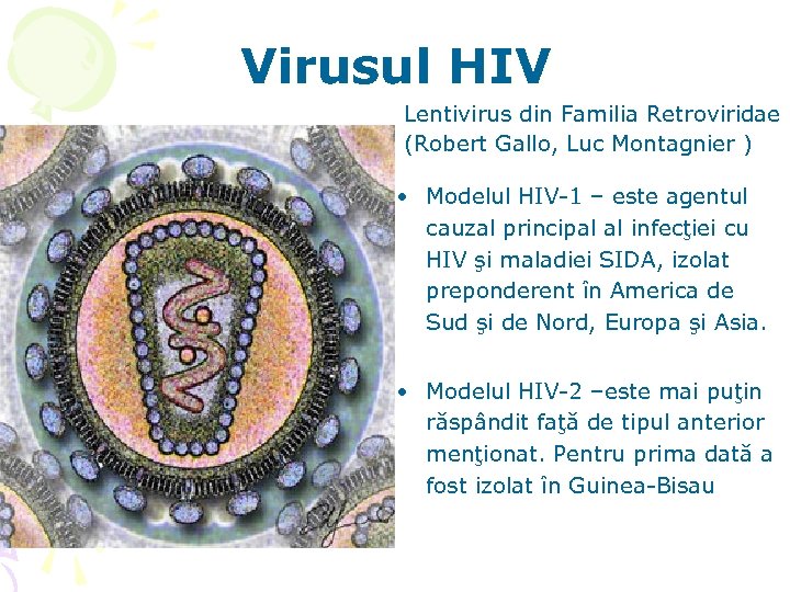 Virusul HIV Lentivirus din Familia Retroviridae (Robert Gallo, Luc Montagnier ) • Modelul HIV-1