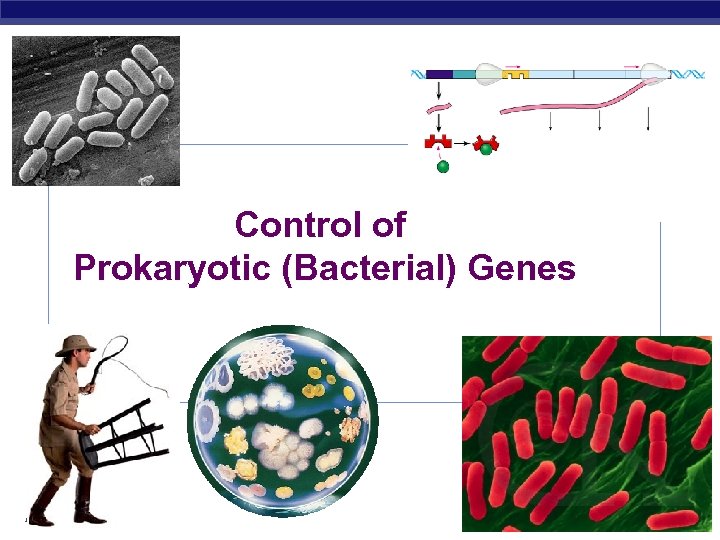 Control of Prokaryotic (Bacterial) Genes AP Biology 2007 -2008 