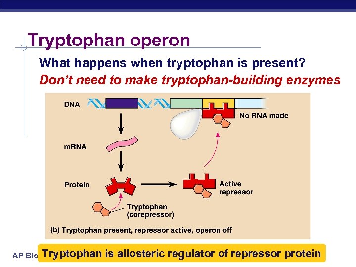 Tryptophan operon What happens when tryptophan is present? Don’t need to make tryptophan-building enzymes