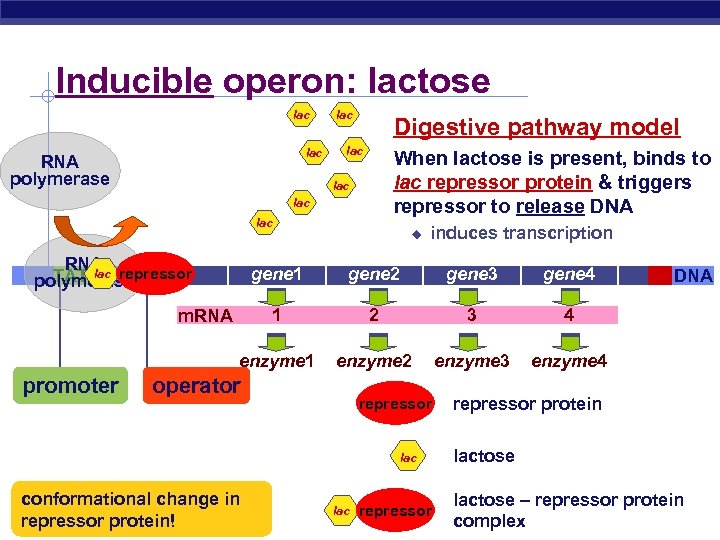 Inducible operon: lactose lac RNA polymerase lac Digestive pathway model lac When lactose is