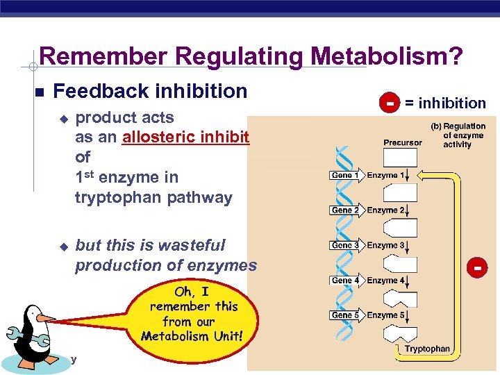 Remember Regulating Metabolism? Feedback inhibition u u product acts as an allosteric inhibitor of