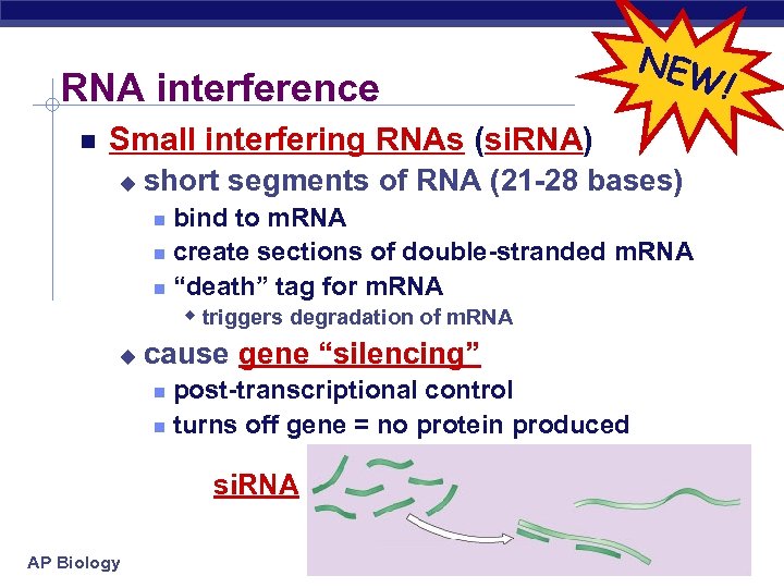 RNA interference NEW Small interfering RNAs (si. RNA) u short segments of RNA (21