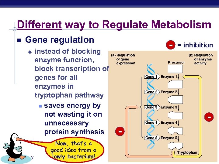 Different way to Regulate Metabolism Gene regulation u AP Biology instead of blocking enzyme