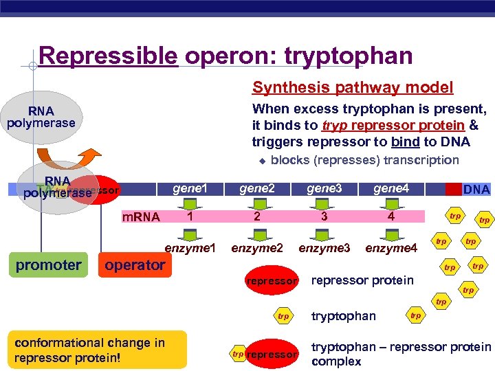 Repressible operon: tryptophan Synthesis pathway model When excess tryptophan is present, it binds to