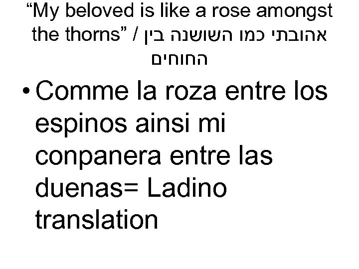 “My beloved is like a rose amongst the thorns” / אהובתי כמו השושנה בין