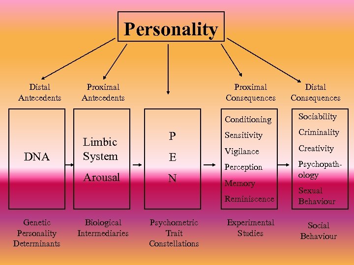 Personality Distal Antecedents Proximal Consequences Distal Consequences Conditioning Sociability Limbic System P Sensitivity Criminality