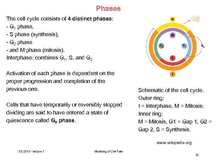 Phases The cell cycle consists of 4 distinct phases: - G 1 phase, -