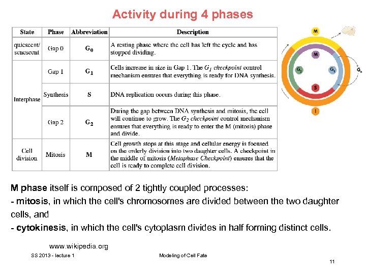 Activity during 4 phases M phase itself is composed of 2 tightly coupled processes: