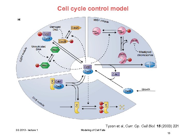 Cell cycle control model Tyson et al, Curr. Op. Cell Biol. 15 (2003) 221