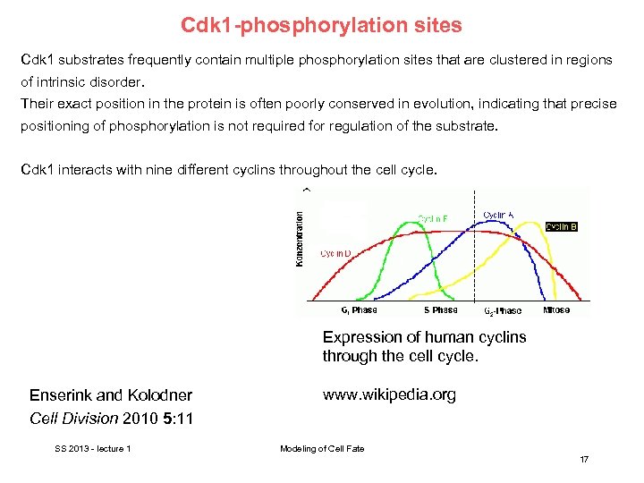 Cdk 1 -phosphorylation sites Cdk 1 substrates frequently contain multiple phosphorylation sites that are