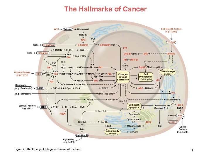 The Hallmarks of Cancer SS 2013 - lecture 1 Modeling of Cell Fate 21