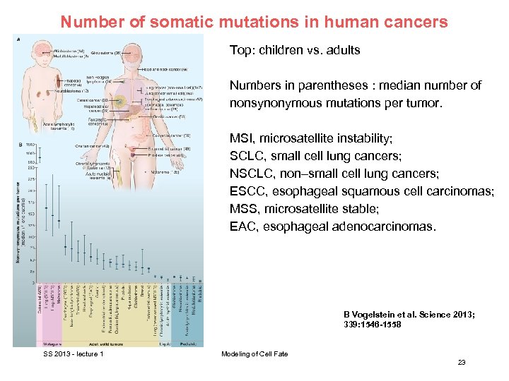 Number of somatic mutations in human cancers Top: children vs. adults Numbers in parentheses