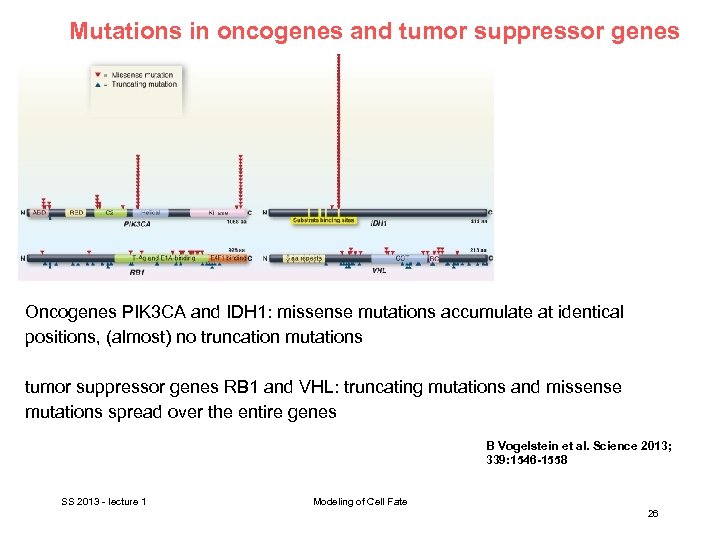 Mutations in oncogenes and tumor suppressor genes Oncogenes PIK 3 CA and IDH 1: