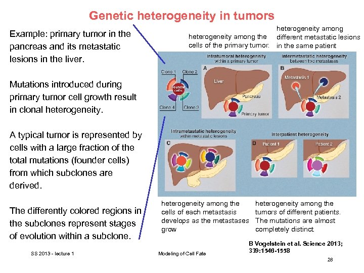 Genetic heterogeneity in tumors Example: primary tumor in the pancreas and its metastatic lesions