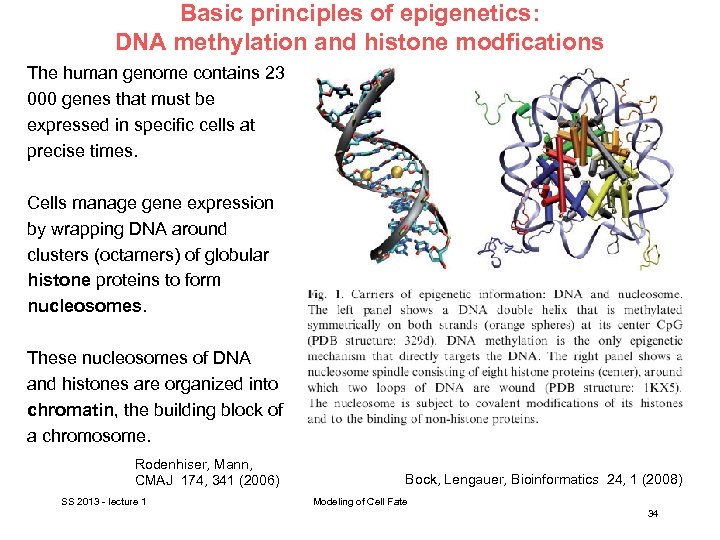 Basic principles of epigenetics: DNA methylation and histone modfications The human genome contains 23