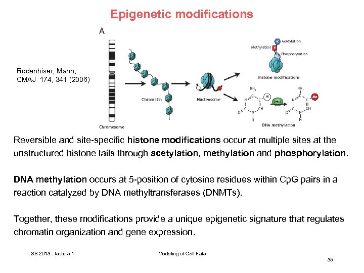 Epigenetic modifications Rodenhiser, Mann, CMAJ 174, 341 (2006) Reversible and site-specific histone modifications occur