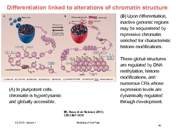 Differentiation linked to alterations of chromatin structure (B) Upon differentiation, inactive genomic regions may