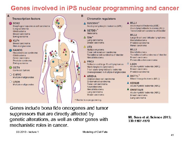 Genes involved in i. PS nuclear programming and cancer Genes include bona fide oncogenes