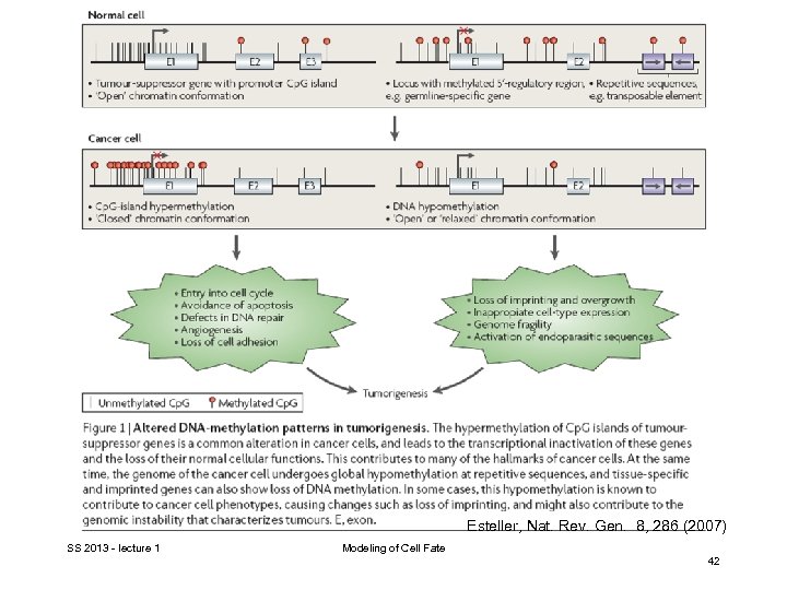 Esteller, Nat. Rev. Gen. 8, 286 (2007) SS 2013 - lecture 1 Modeling of