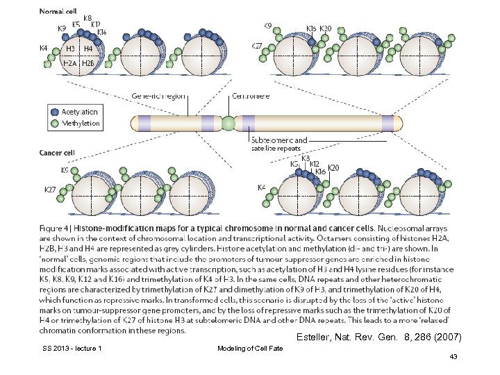 Esteller, Nat. Rev. Gen. 8, 286 (2007) SS 2013 - lecture 1 Modeling of