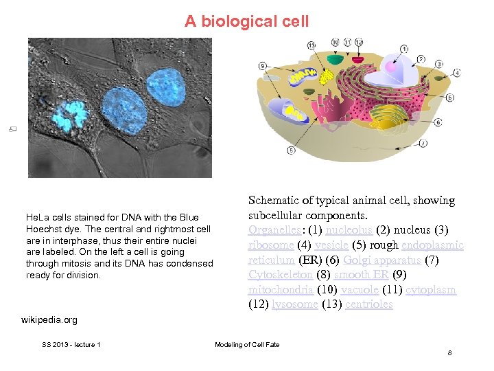 A biological cell • He. La cells stained for DNA with the Blue Hoechst