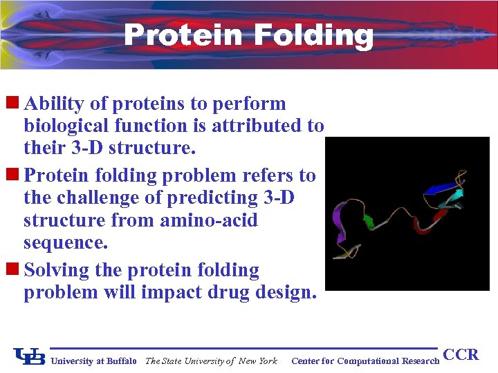 Protein Folding n Ability of proteins to perform biological function is attributed to their