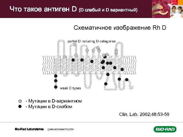 Что такое антиген D (D слабый и D вариантный) Схематичное изображение Rh D -