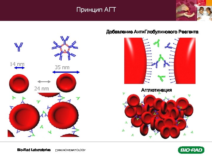 Принцип АГТ Добавление Анти. Глобулинового Реагента 14 nm 35 nm 24 nm Bio-Rad Laboratories