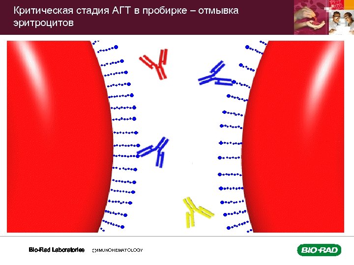 Критическая стадия АГТ в пробирке – отмывка эритроцитов Bio-Rad Laboratories IMMUNOHEMATOLOGY 