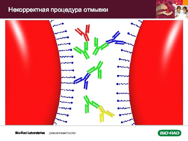 Некорректная процедура отмывки Bio-Rad Laboratories IMMUNOHEMATOLOGY 